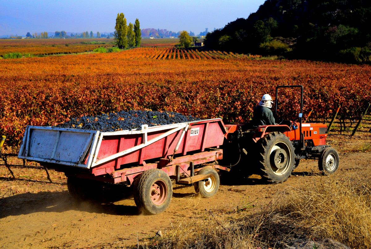 Peumo - Concha y Toro