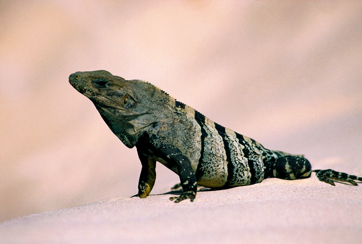 Iguana - Tulum