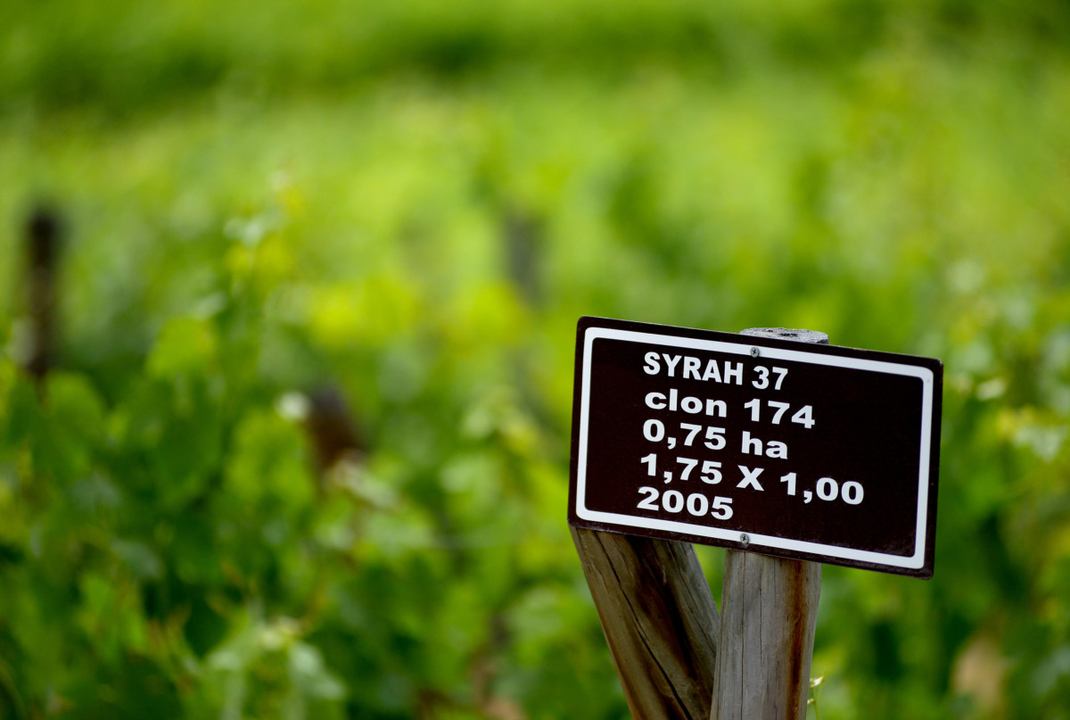 Syrah - Viña Viu Manent