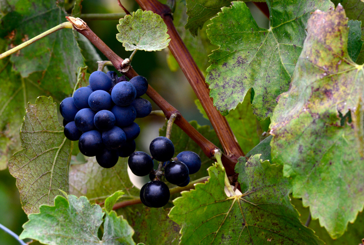 Racimo de Syrah - Villa Alegre - Viña Concha y Toro