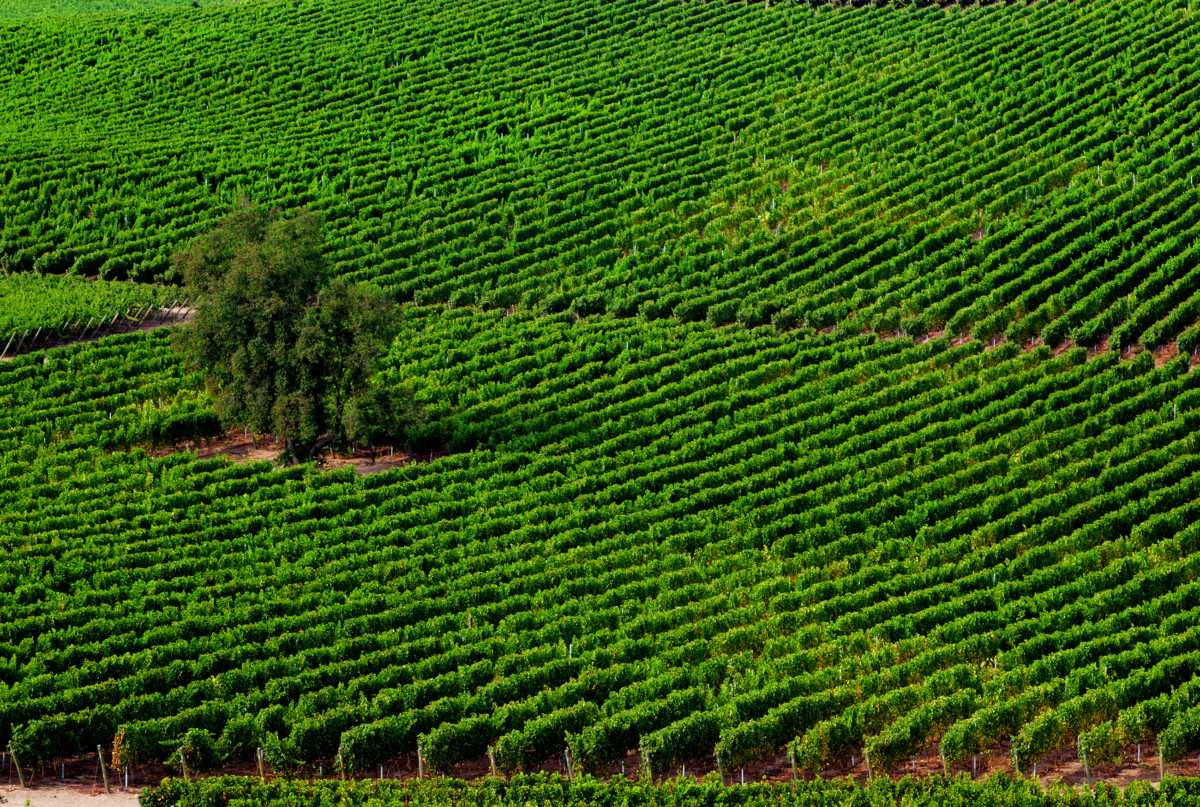Ucuquer - Viña Concha y Toro
