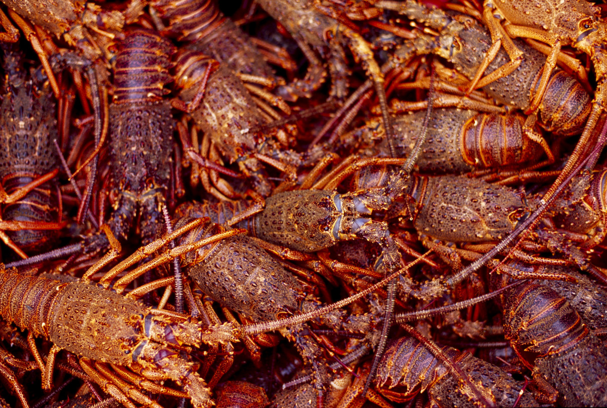 Langostas