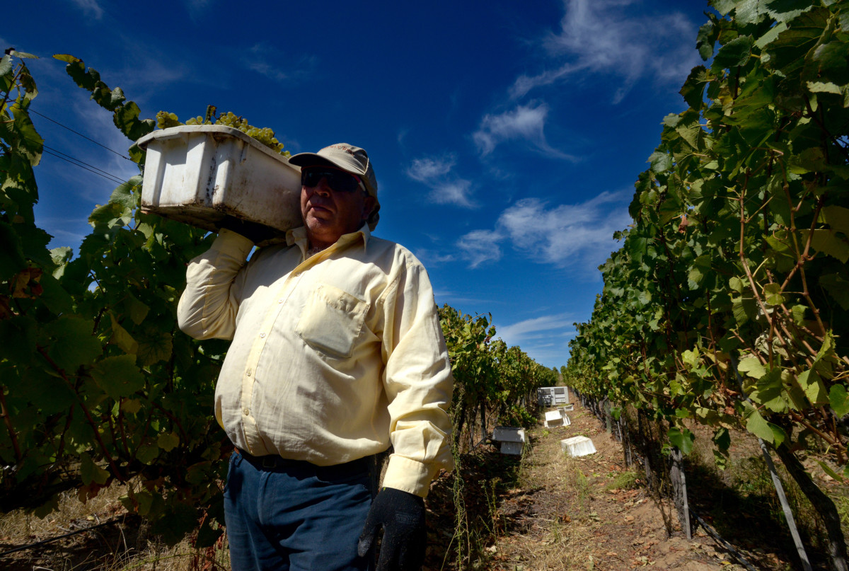 Vendimia - Viña Concha y Toro