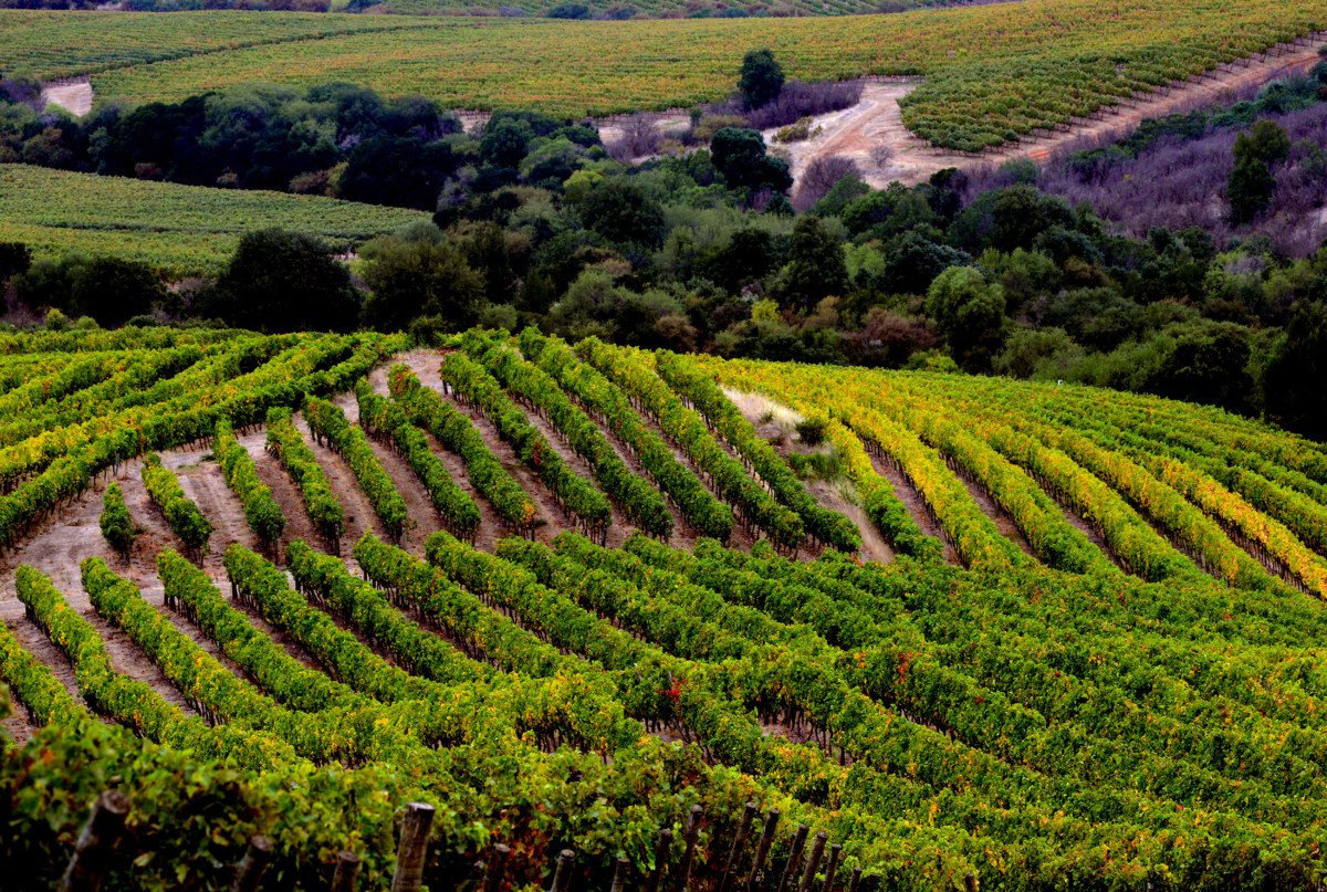 Villa Alegre - Viña Concha y Toro