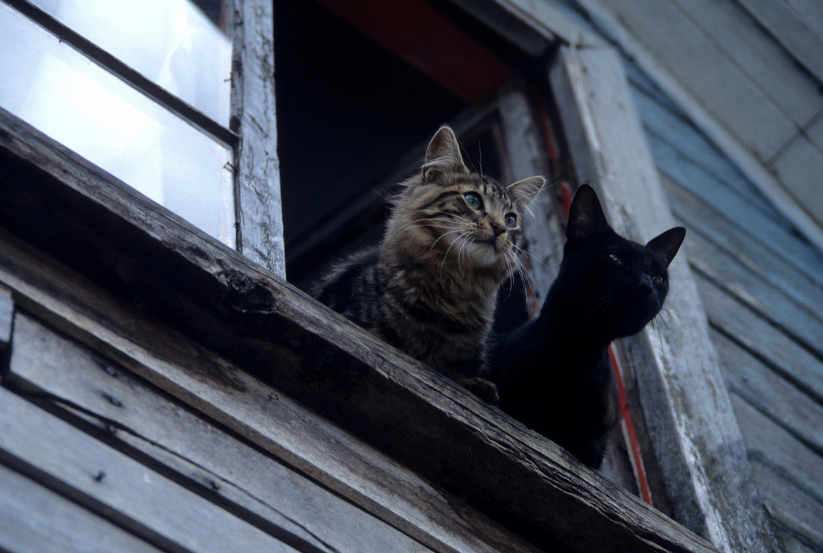 Gatos - Chiloé
