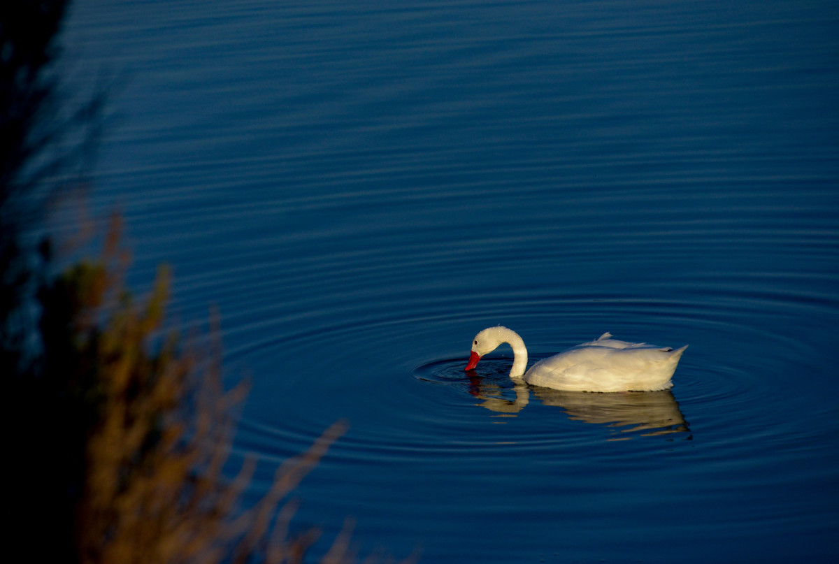 Cisne - Chile