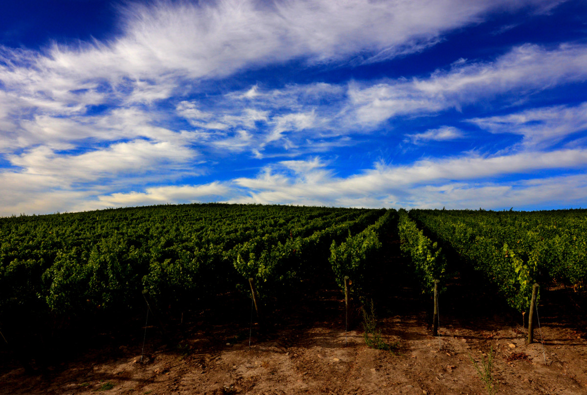 Ucuquer - Concha y Toro