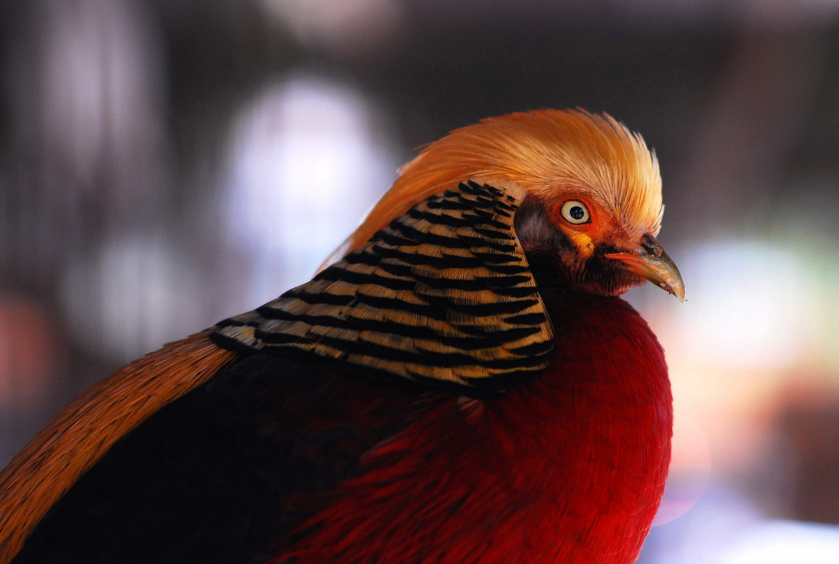 Faisán - Santiago de Chile