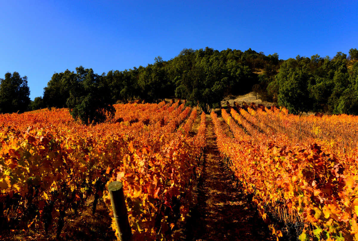 Viña Luis Felipe Edwards