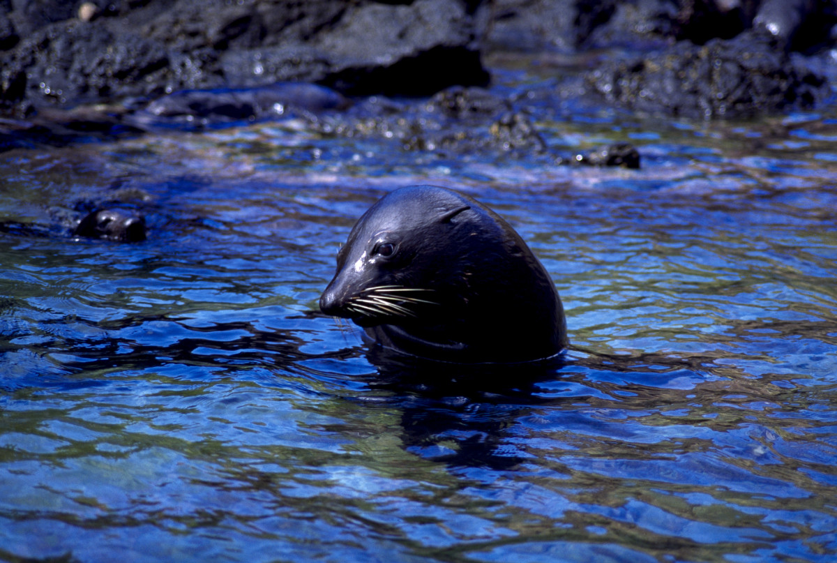 Lobo Fino de Dos Pelos