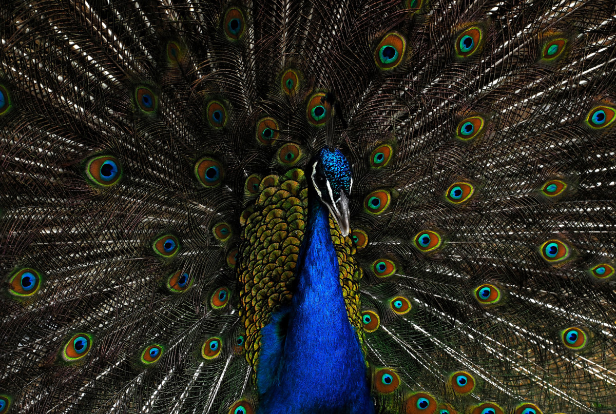 Pavo Real - Chile