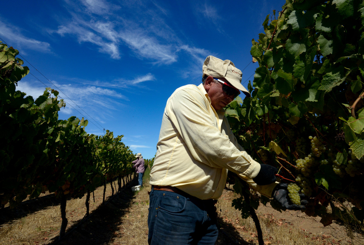 Vendimia - Ucuquer - Concha y Toro