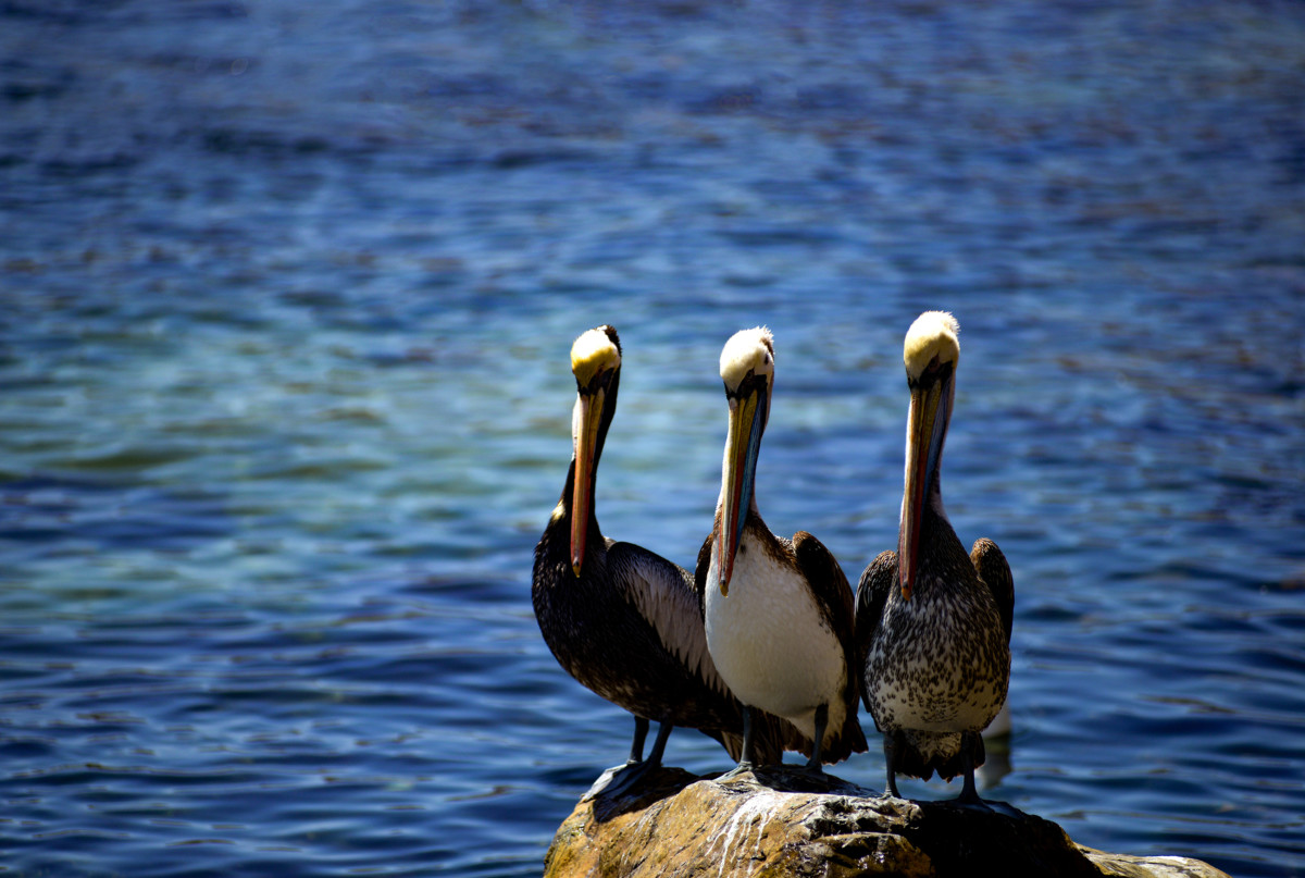 Pelícanos - Pichidangui