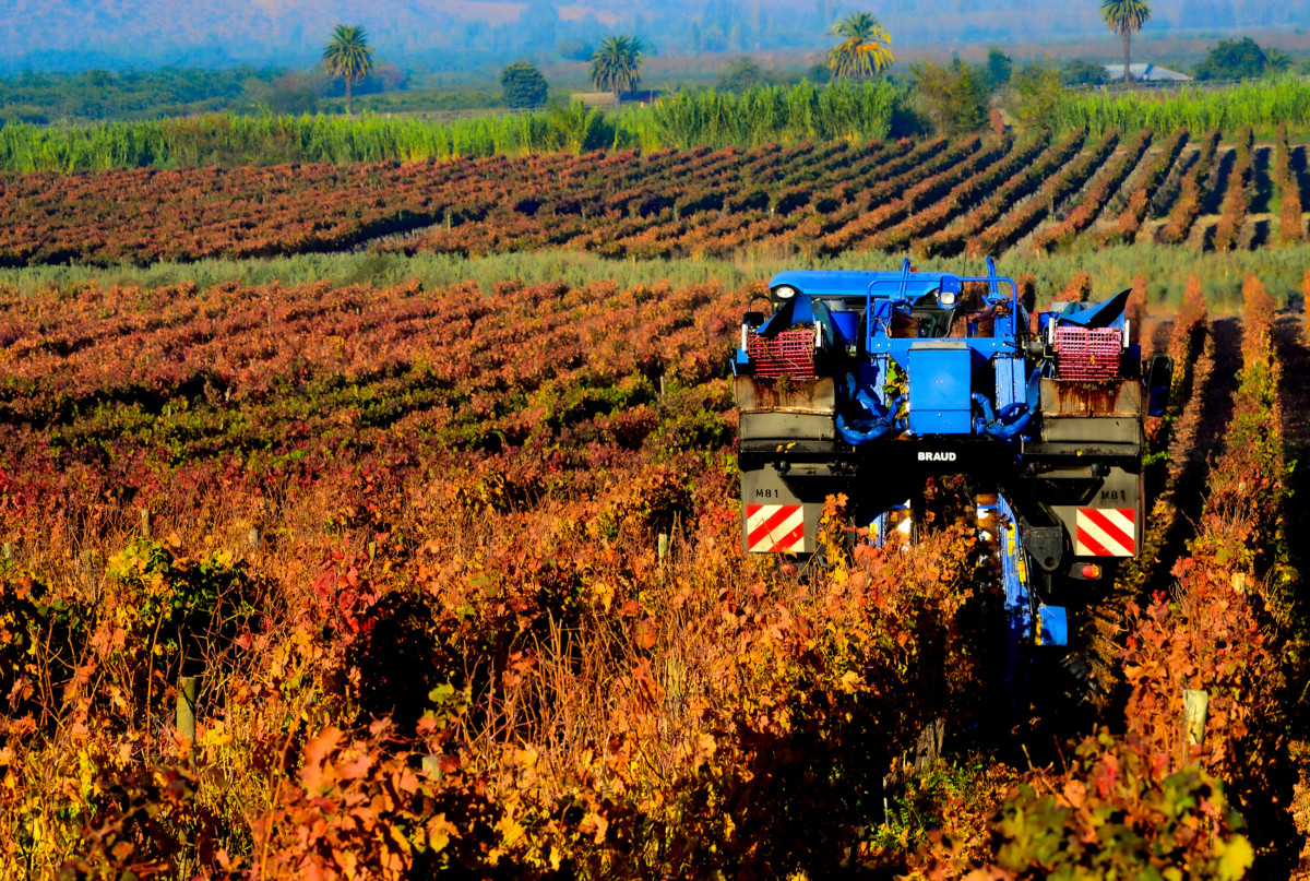 Peumo - Concha y Toro